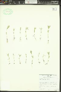 Phlox gracilis image