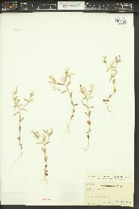 Phlox gracilis image