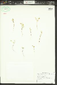 Phlox gracilis image