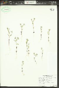 Phlox gracilis image