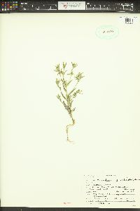 Phlox gracilis image