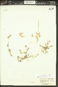 Phlox gracilis image