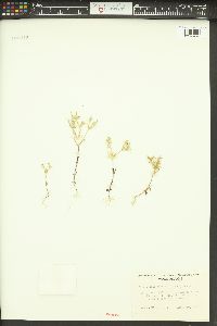 Phlox gracilis image