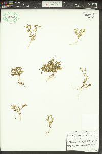 Phlox gracilis image