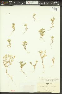 Phlox gracilis image