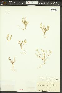 Phlox gracilis image