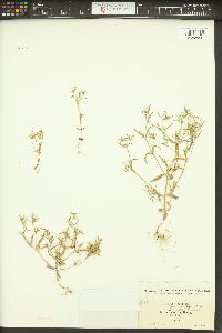 Phlox gracilis image