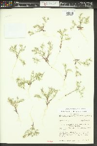 Phlox gracilis image