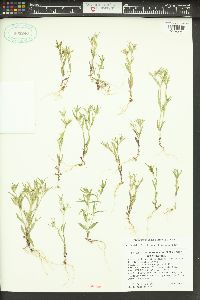 Phlox gracilis image