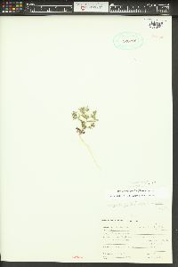 Phlox gracilis image