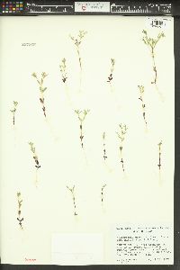 Phlox gracilis image