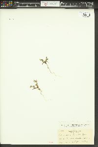 Phlox gracilis image