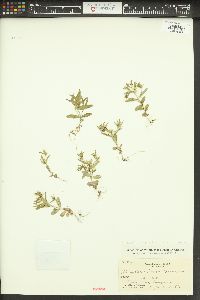 Phlox gracilis image