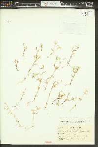 Phlox gracilis image