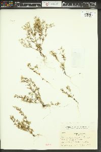 Phlox gracilis image