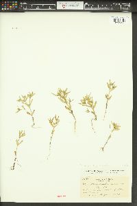 Phlox gracilis image