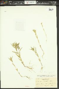 Phlox gracilis image