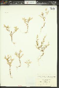 Phlox gracilis image