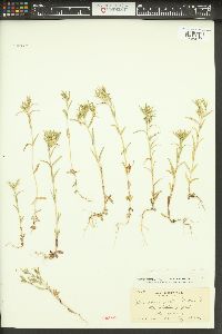 Phlox gracilis image