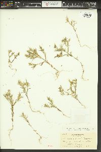 Phlox gracilis image