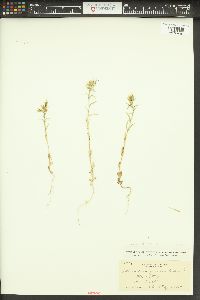 Phlox gracilis image