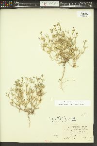 Phlox gracilis image