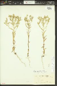 Phlox gracilis image