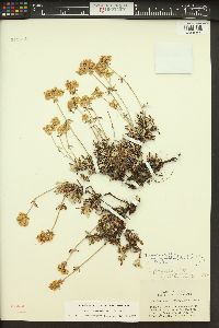 Eriogonum heracleoides image