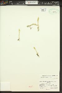 Lycopodiella inundata image