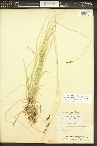 Carex norvegica image