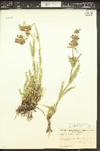 Penstemon rydbergii image