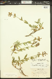 Penstemon rydbergii image