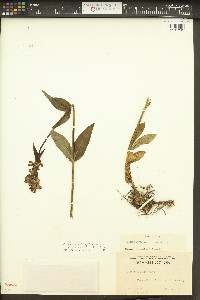 Penstemon rydbergii image