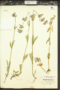 Penstemon rydbergii image