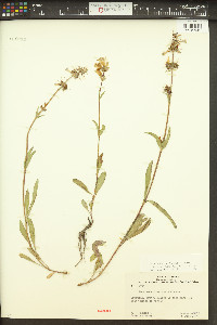 Penstemon rydbergii image