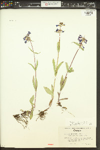 Penstemon rydbergii image