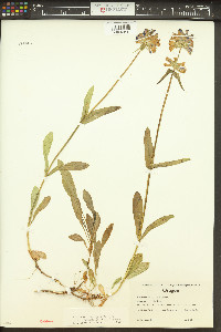 Penstemon rydbergii var. varians image