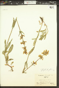 Penstemon rydbergii image