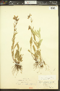 Penstemon rydbergii image