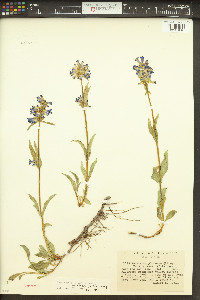 Penstemon rydbergii image