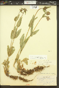 Penstemon rydbergii image