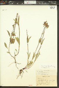 Penstemon rydbergii image