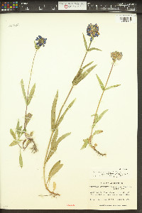 Penstemon rydbergii image