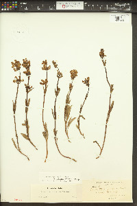 Penstemon rydbergii image