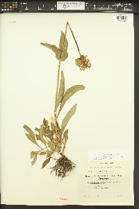 Penstemon rydbergii image