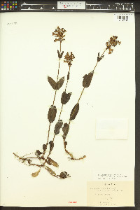 Penstemon rydbergii image