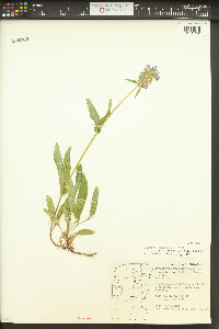 Penstemon rydbergii image