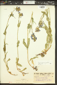 Penstemon rydbergii image