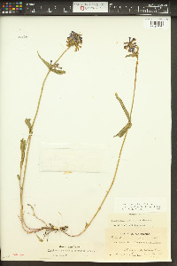 Penstemon rydbergii image