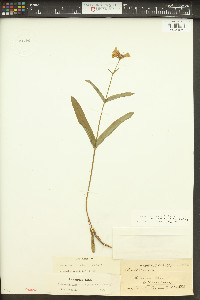 Penstemon rydbergii image